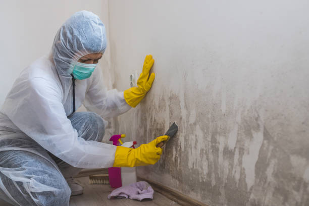 Mold Removal and Inspection in Mustang, OK