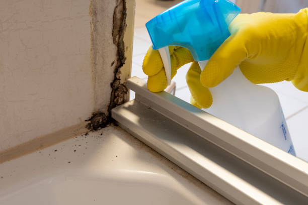 Mold Removal and Inspection in Mustang, OK