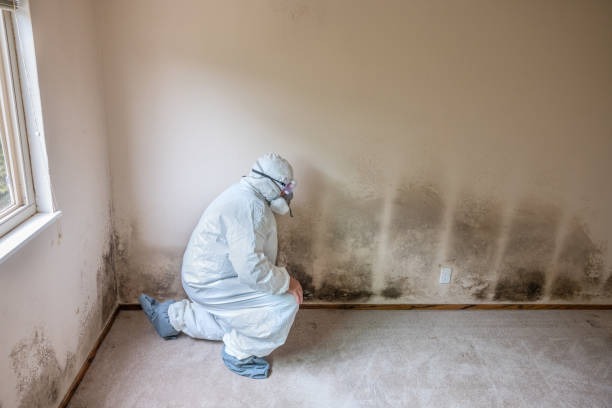 Attic Mold Removal in Mustang, OK