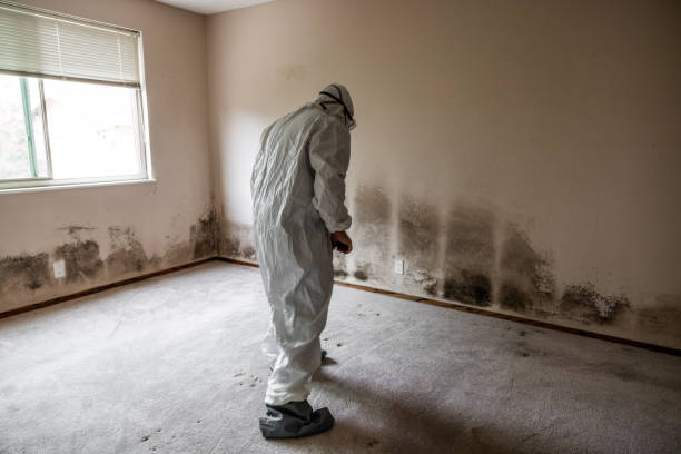 Mold Testing and Removal in Mustang, OK
