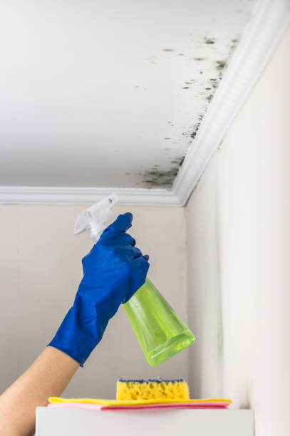 Best Certified Mold Removal  in Mustang, OK